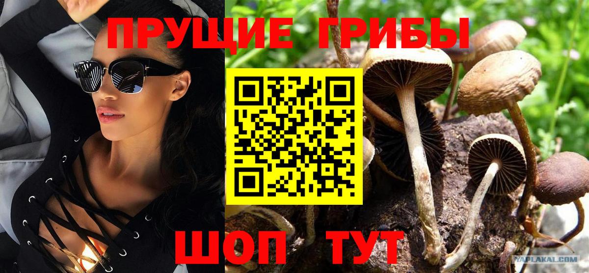 Галлюциногенные грибы Cubensis Зима
